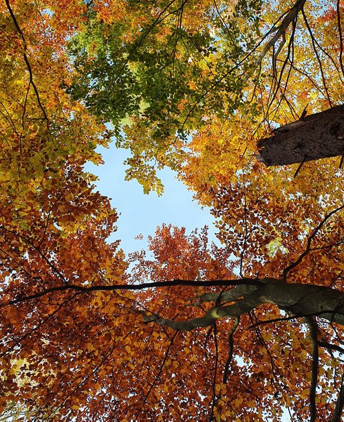 Fall recycling workshop